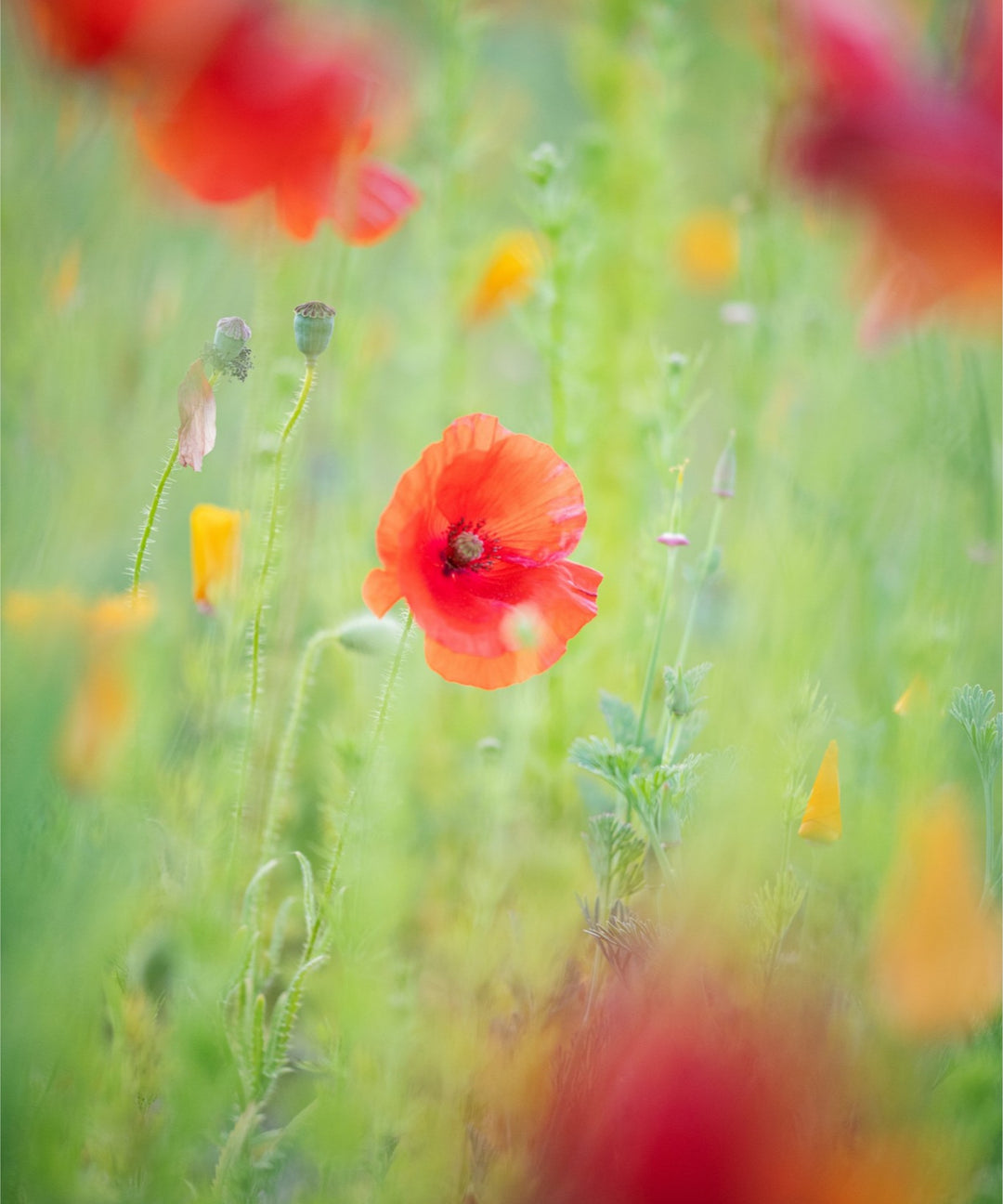 Hazy Poppy