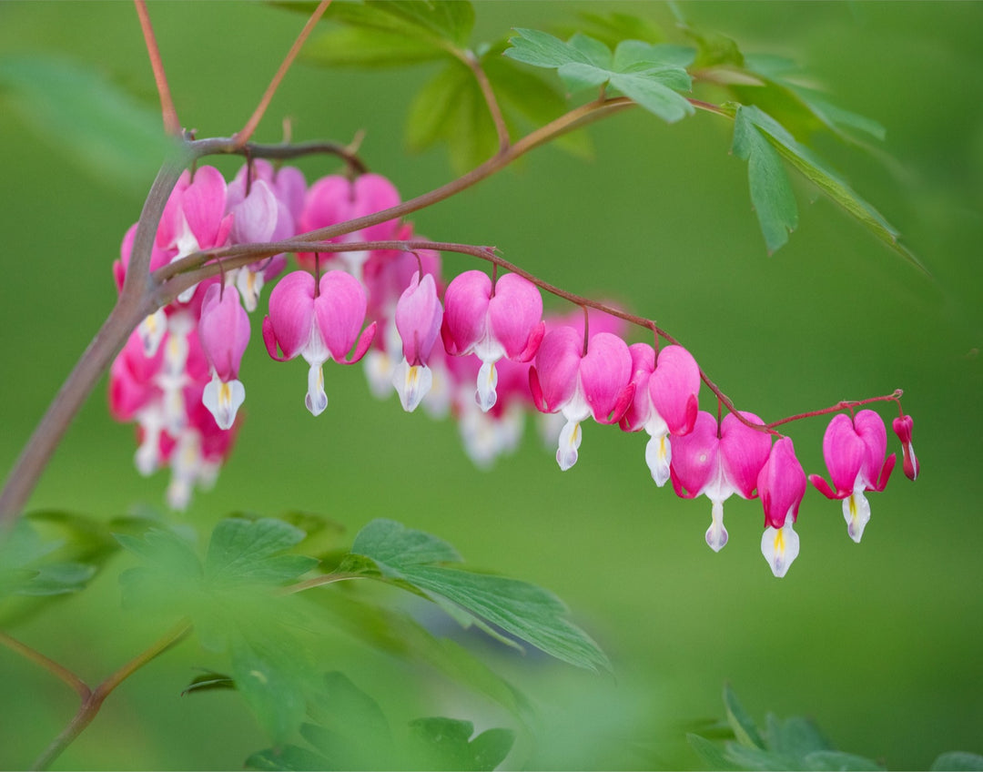 Bleeding Hearts