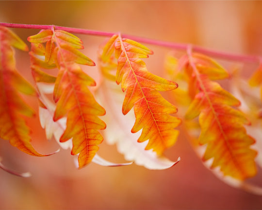 Autumn Leaves - red and orange