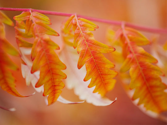 Autumn Leaves - red and orange