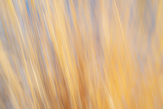 Yellow Grasses ICM