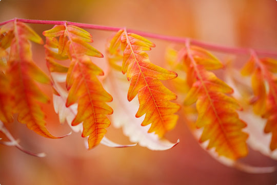 Autumn Leaves - red and orange