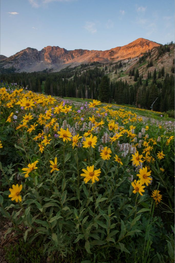 Albion Basin at Sunrise - Utah Landscape