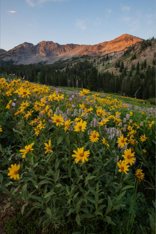 Albion Basin at Sunrise - Utah Landscape