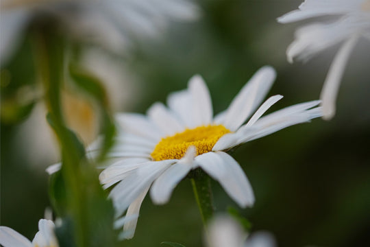 Daisies