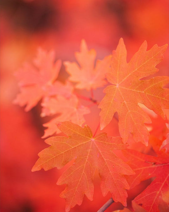 Scarlet - Maple Leaves