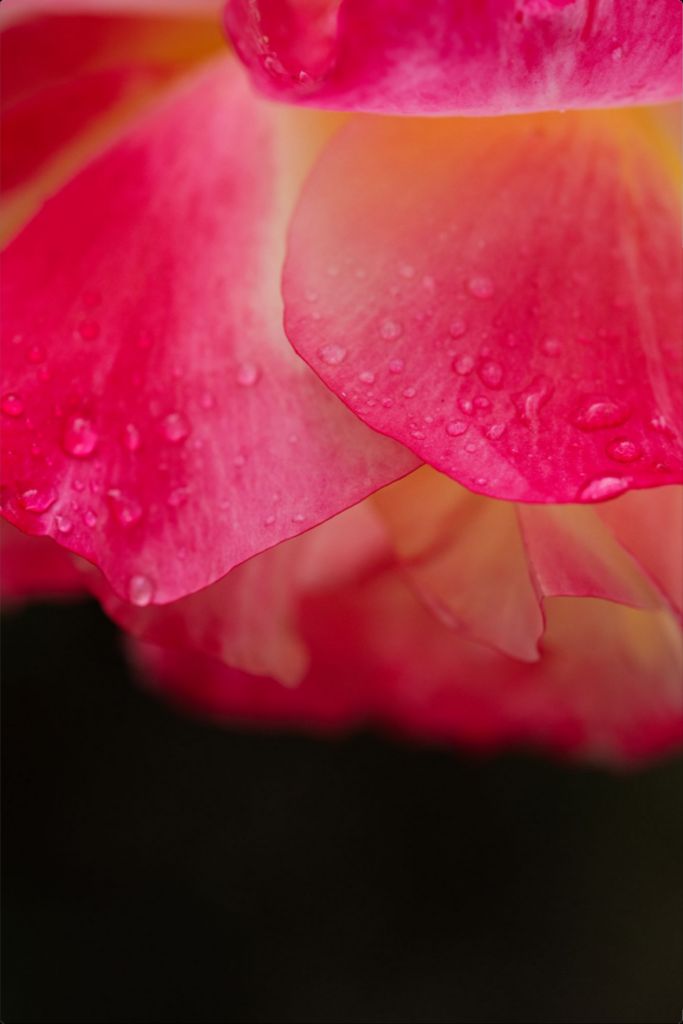 Maya - Bright Pink Rose