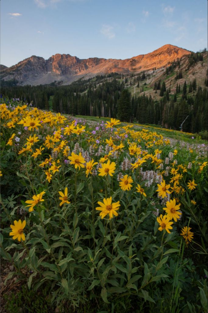 Albion Basin at Sunrise - Utah Landscape