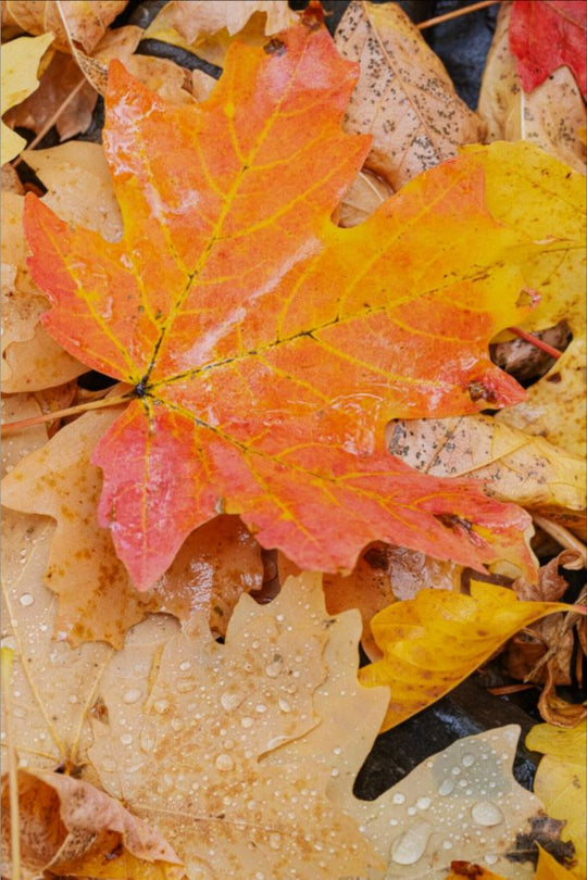 Autumn Maple Leaves