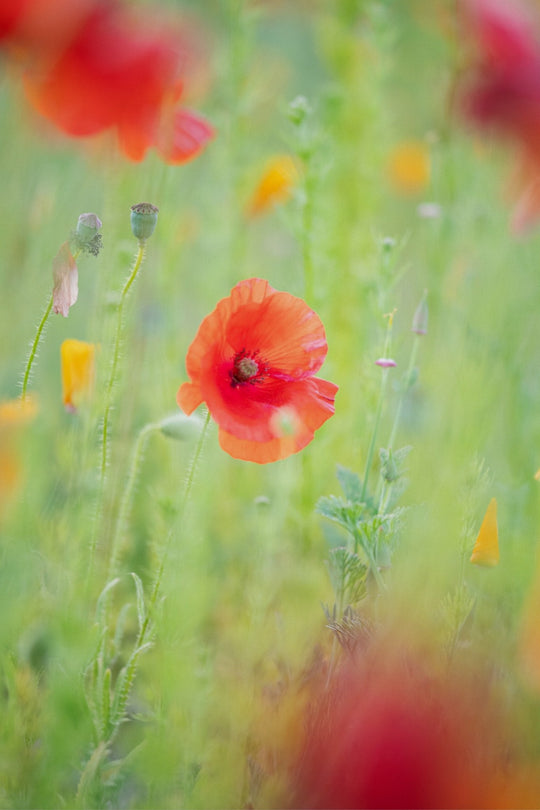 Hazy Poppy