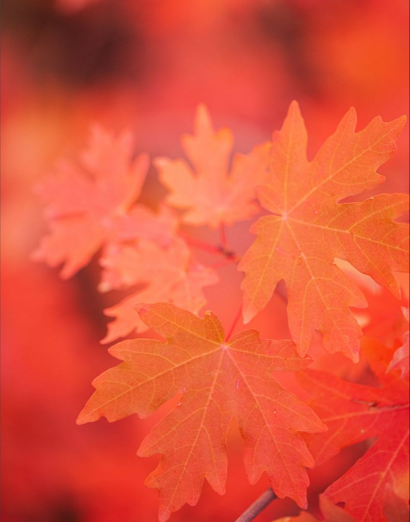 Scarlet - Maple Leaves