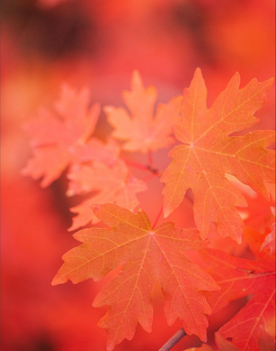 Scarlet - Maple Leaves
