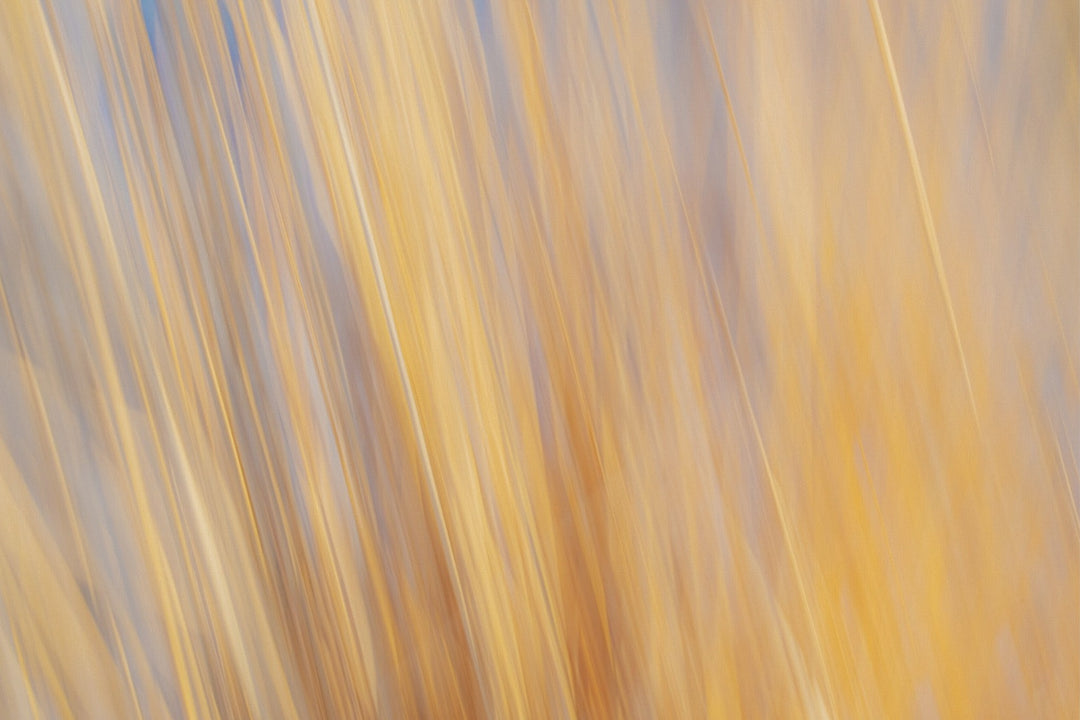 Yellow Grasses ICM