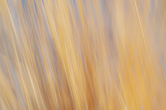 Yellow Grasses ICM