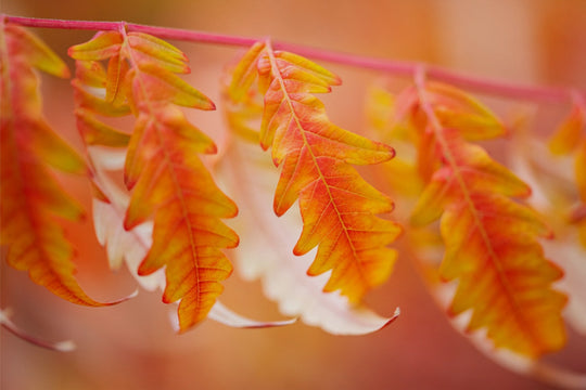 Autumn Leaves - red and orange