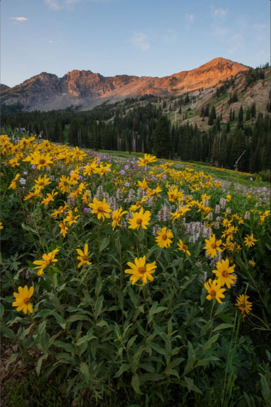 Albion Basin at Sunrise - Utah Landscape