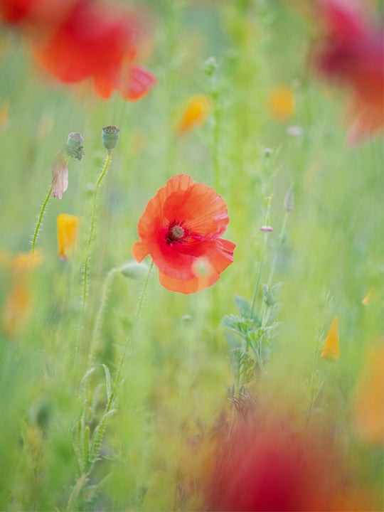 Hazy Poppy