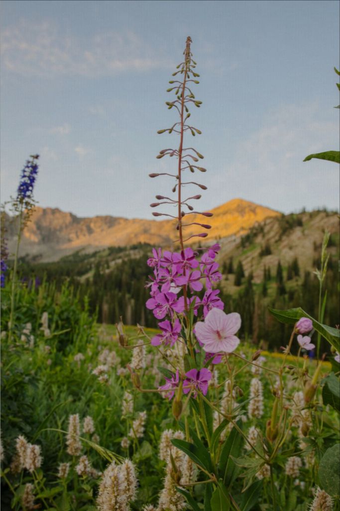 Rocky Flame - Wildflower at Dawn