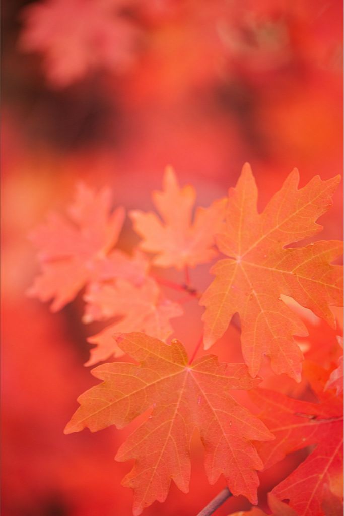 Scarlet - Maple Leaves
