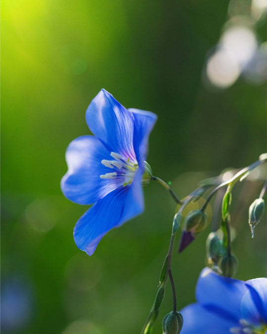 Blue Flax