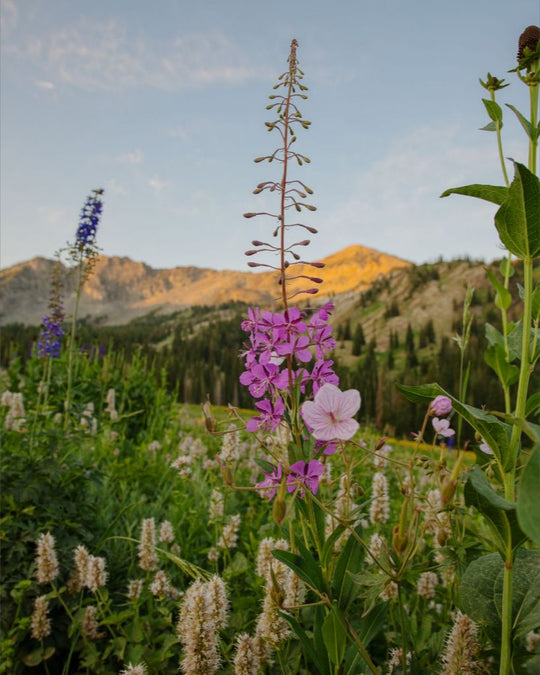 Rocky Flame - Wildflower at Dawn