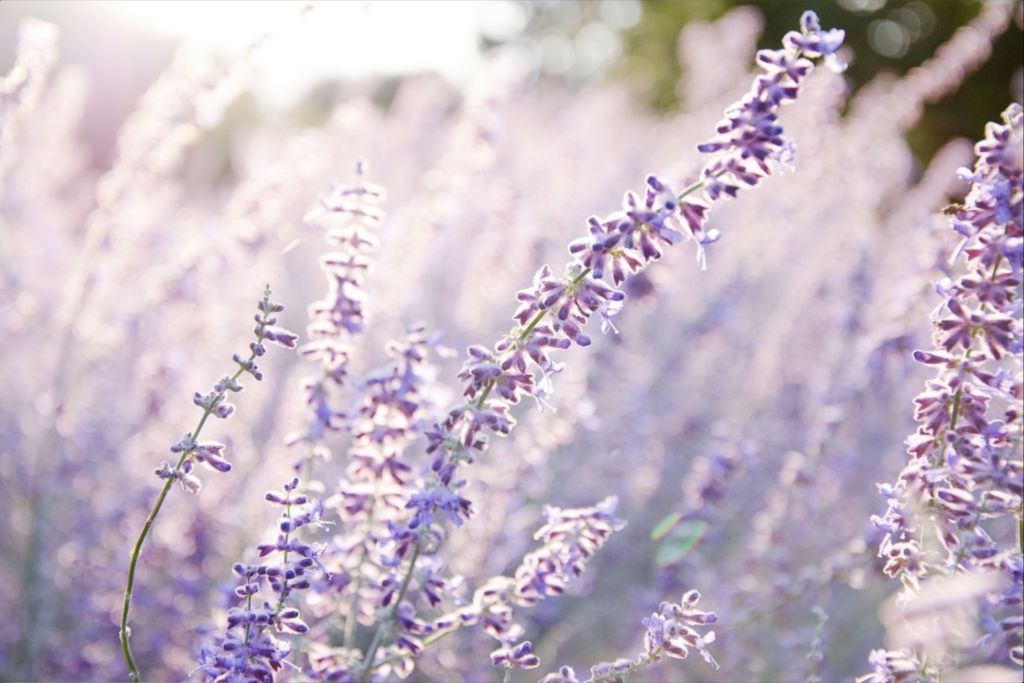 Lavender at Sunrise