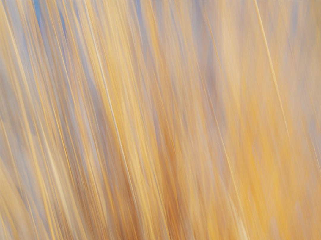 Yellow Grasses ICM