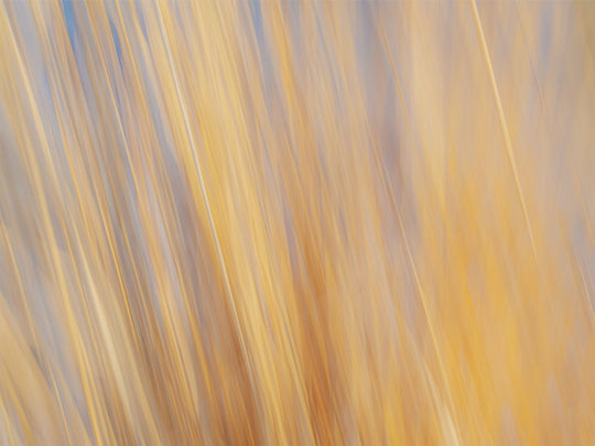 Yellow Grasses ICM