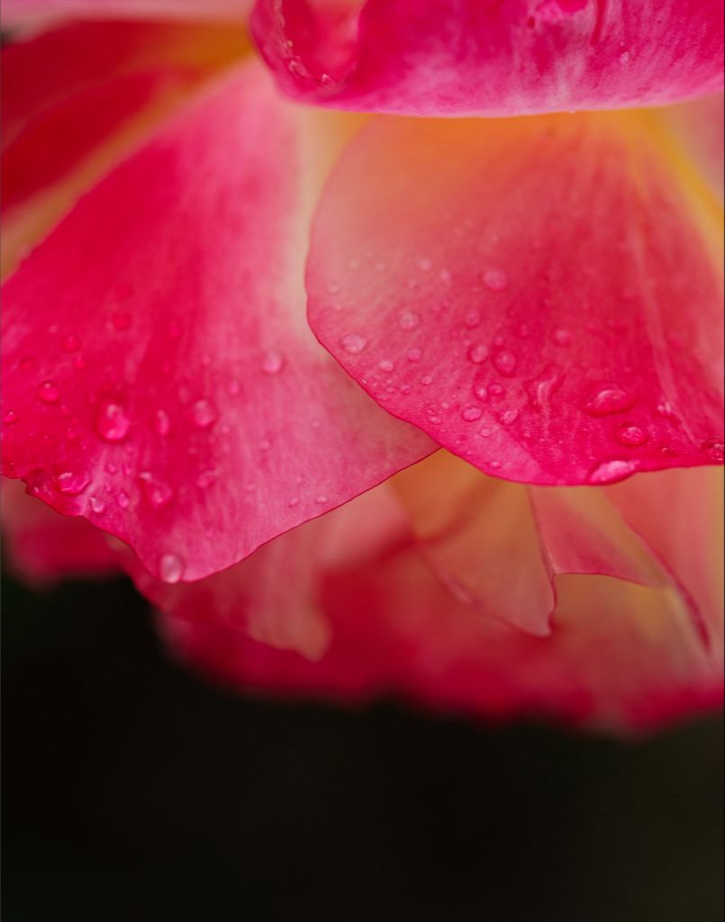 Maya - Bright Pink Rose