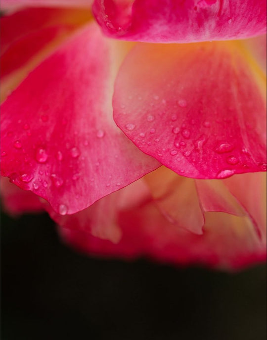 Maya - Bright Pink Rose