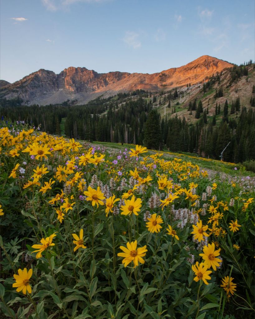 Albion Basin at Sunrise - Utah Landscape