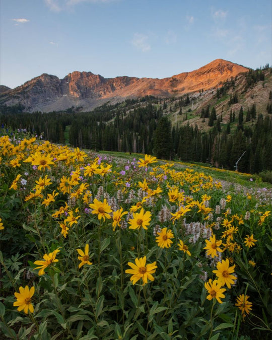 Albion Basin at Sunrise - Utah Landscape