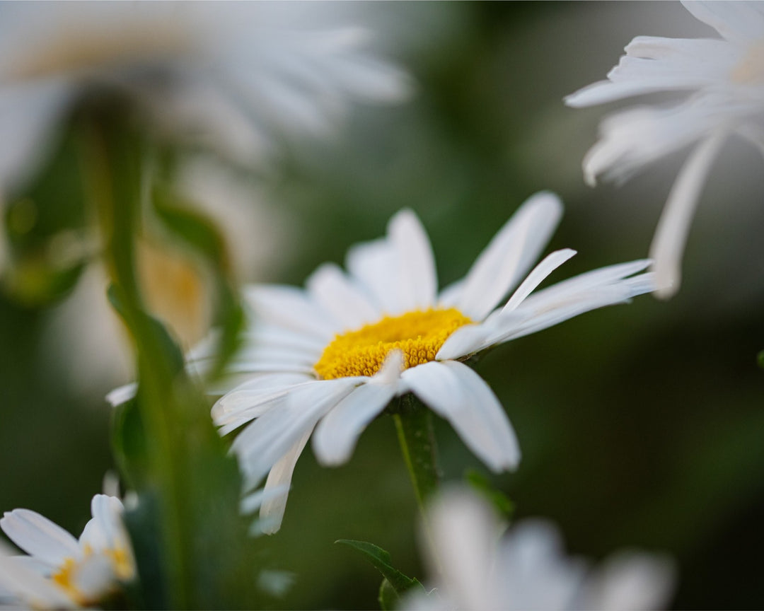 Daisies