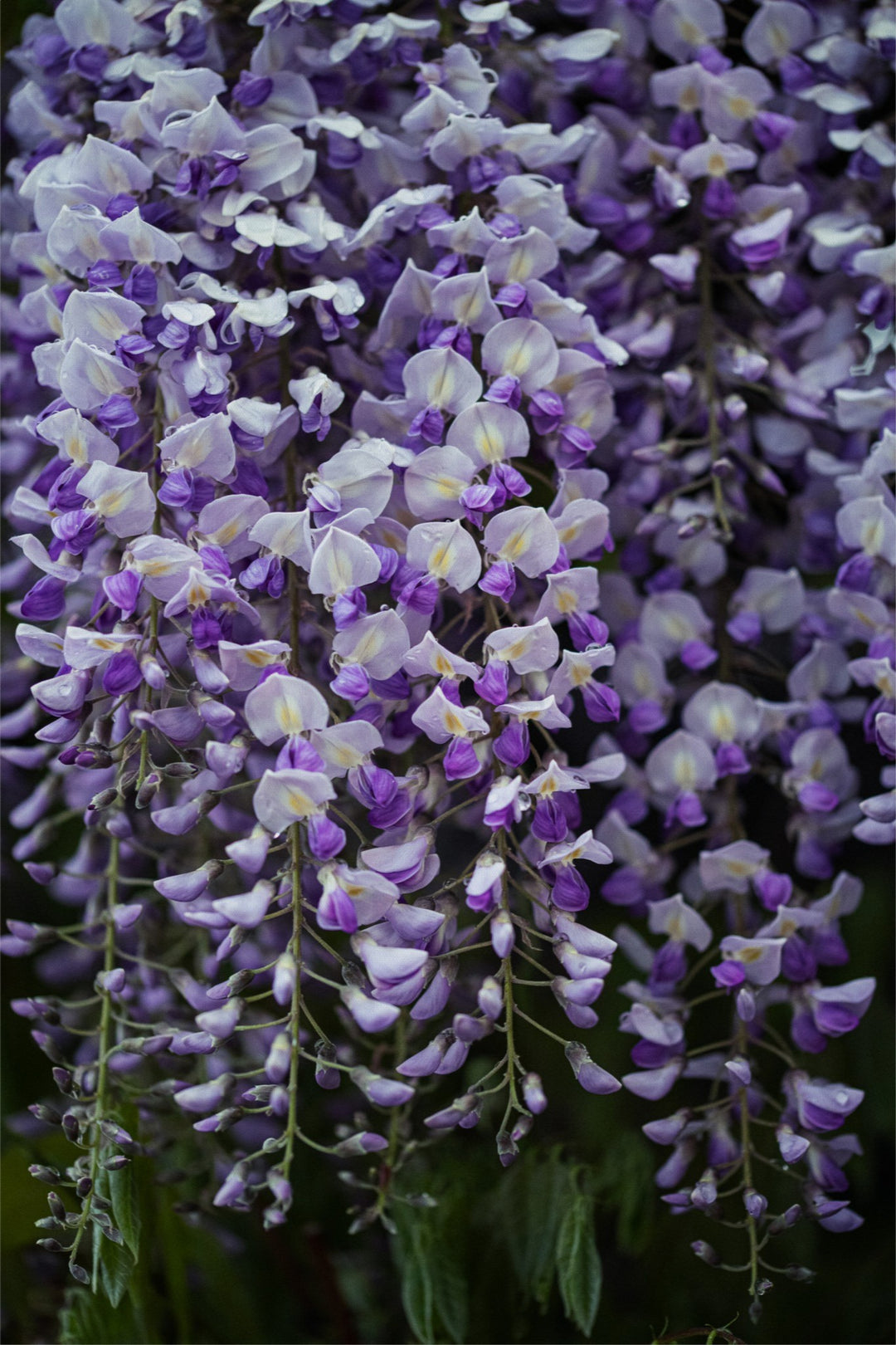 Wisteria