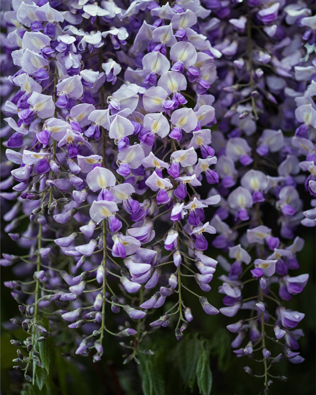 Wisteria