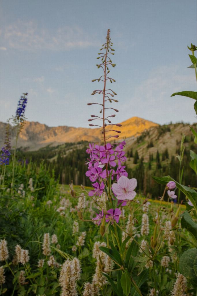 Rocky Flame - Wildflower at Dawn