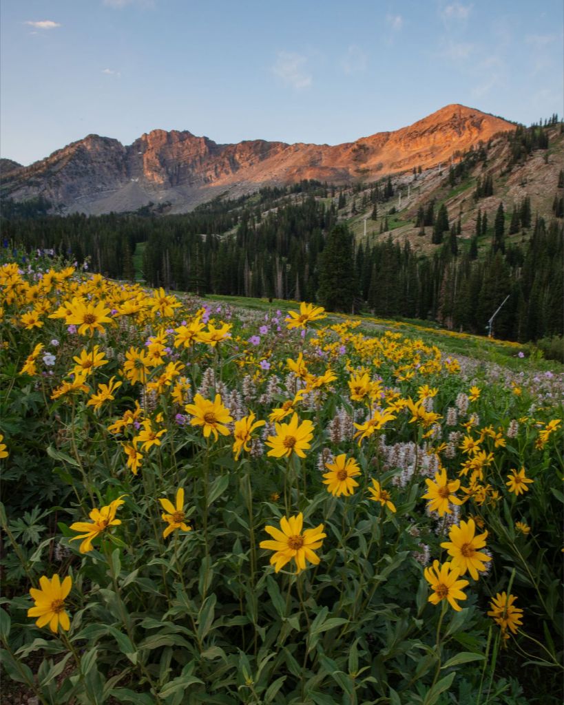 Albion Basin at Sunrise - Utah Landscape