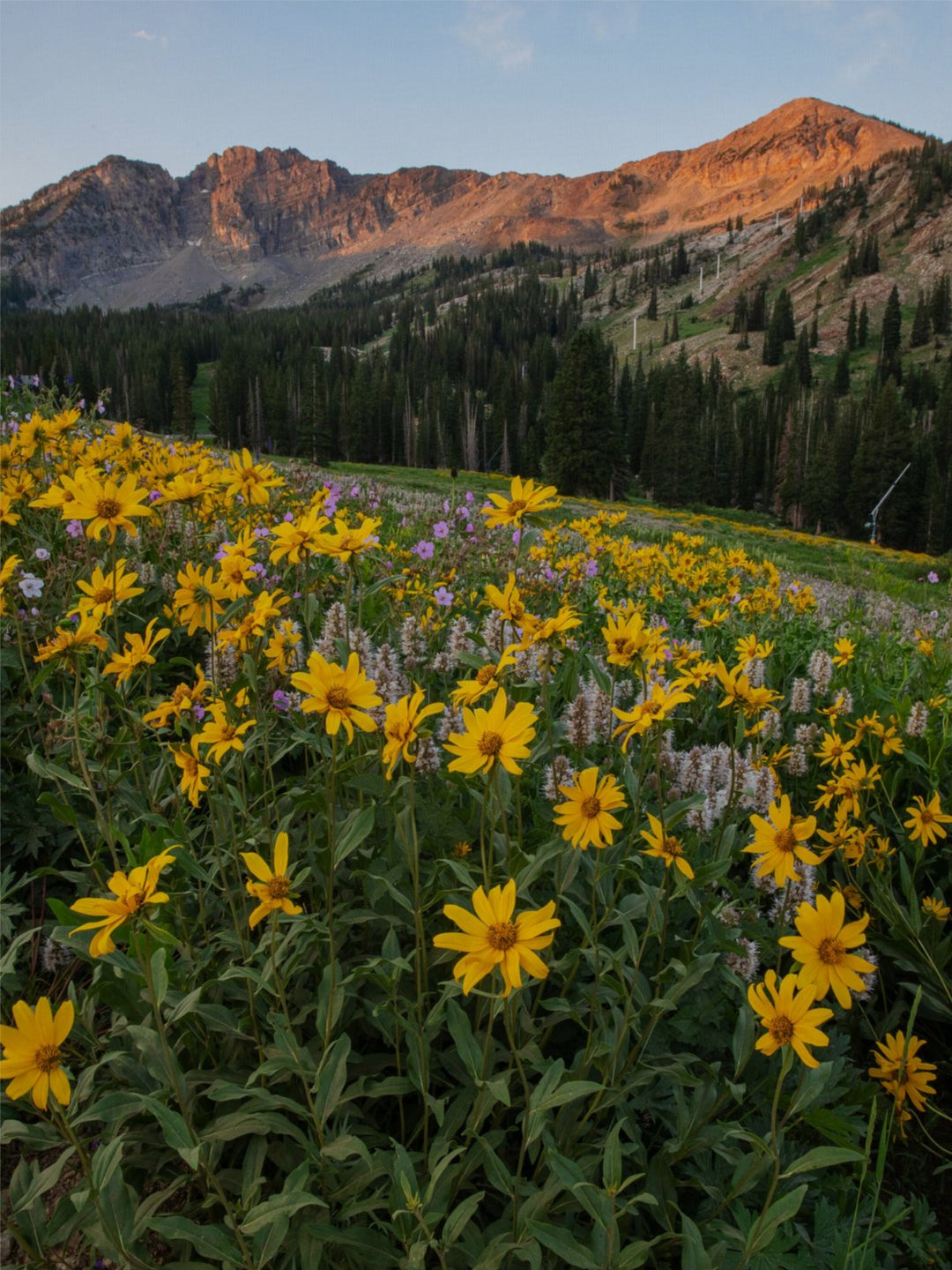 Albion Basin at Sunrise - Utah Landscape