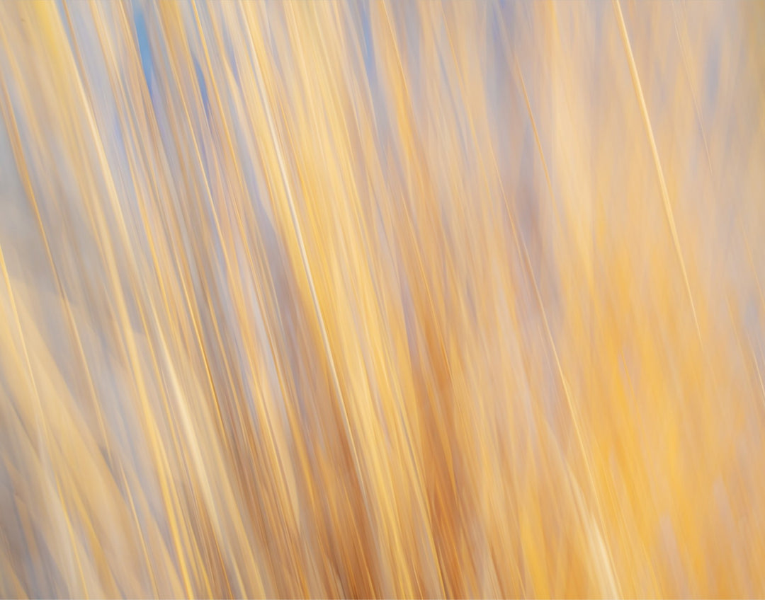 Yellow Grasses ICM