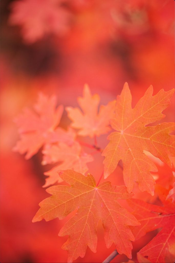 Scarlet - Maple Leaves