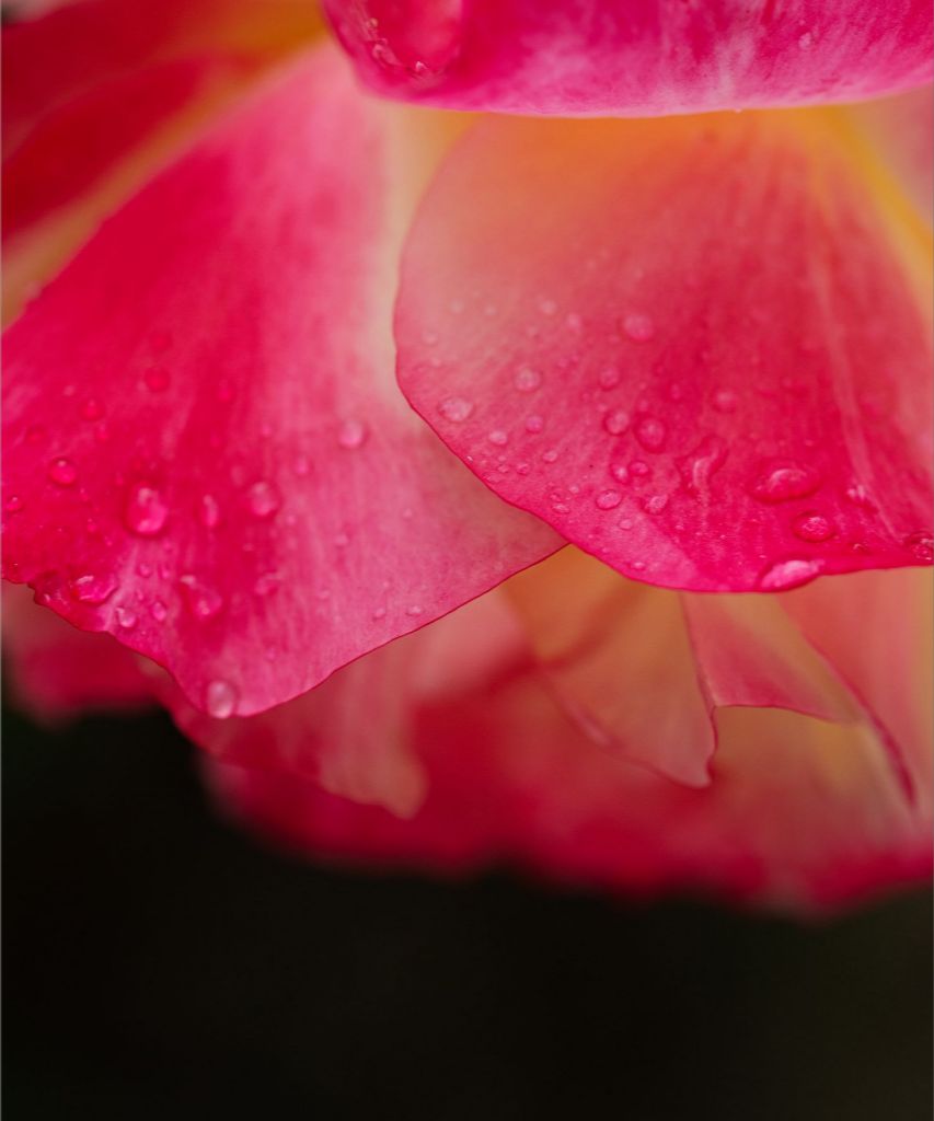 Maya - Bright Pink Rose