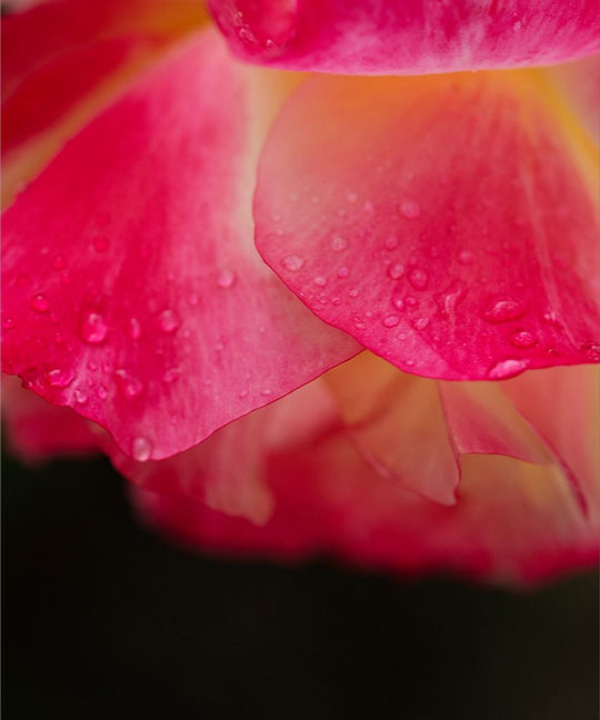 Maya - Bright Pink Rose