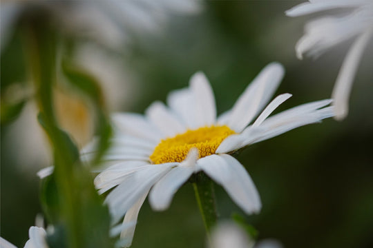 Daisies