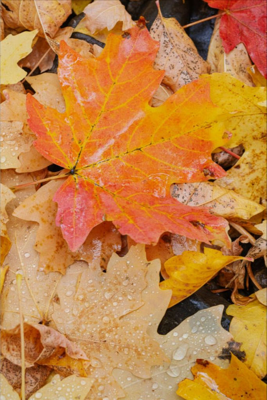 Autumn Maple Leaves