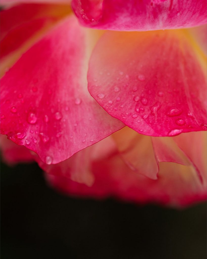 Maya - Bright Pink Rose