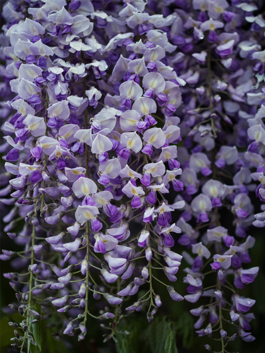 Wisteria