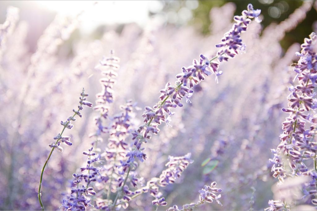 Lavender at Sunrise