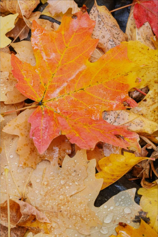 Autumn Maple Leaves