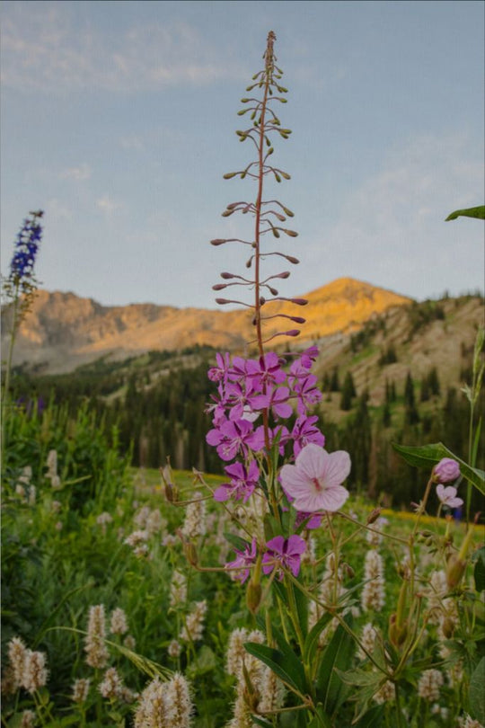 Rocky Flame - Wildflower at Dawn