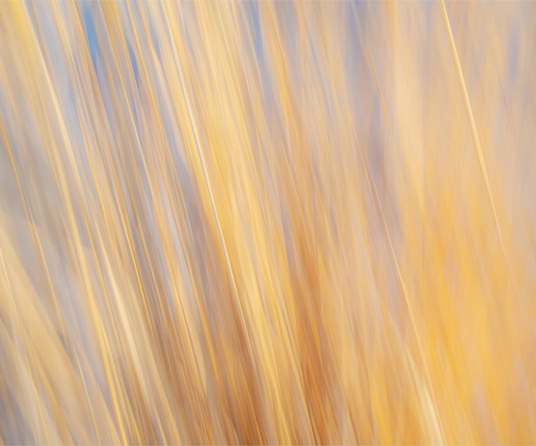 Yellow Grasses ICM